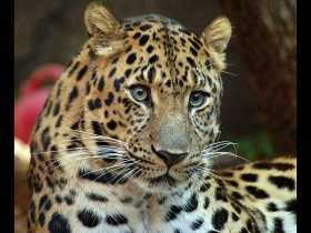 Леопард дальневосточный. Фото: hell-house.ru